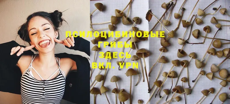 Псилоцибиновые грибы Psilocybe  Ялта 